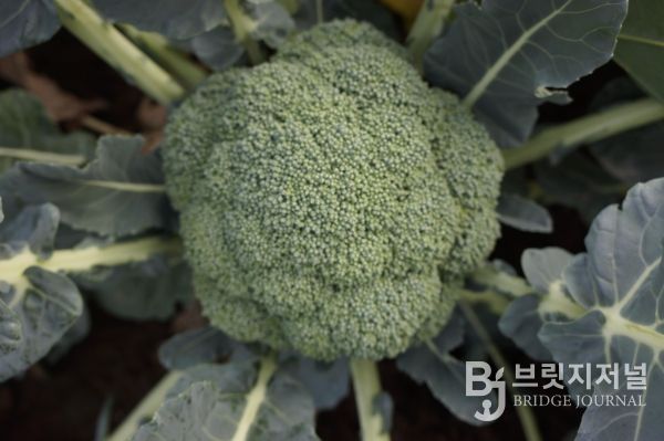 브로콜리_제주Br-10호