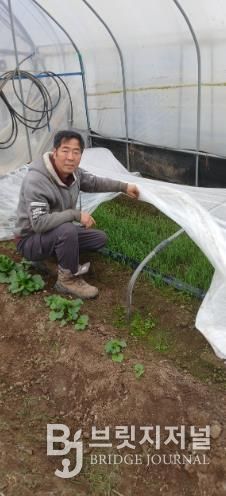 친환경농산물 사진-함평 정성욱 농가(유기농 냉이)