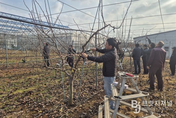 나주시가 오는 27일까지 ‘2026년 우리품종 나주배 전정단 육성 기술교육’ 3기 교육생을 모집한다. 사진은 우리품종 나주배 전정단 현장 교육 모습.