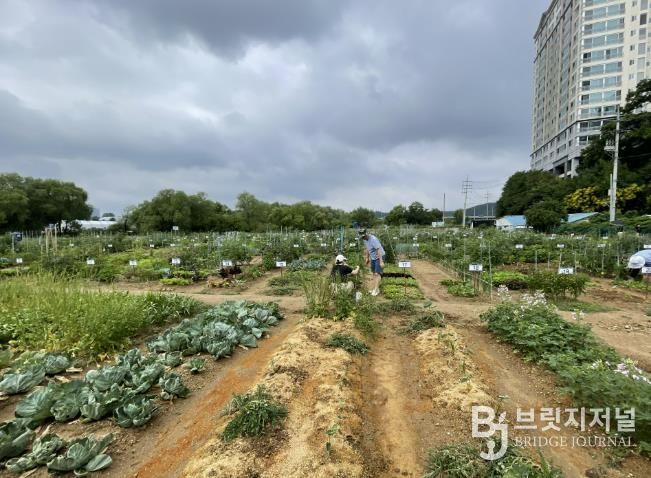 용인특례시는 오는 2월 3일부터 13일까지 용인시민농장에서 텃밭을 가꿀 도시농부 총 815팀을 모집한다
