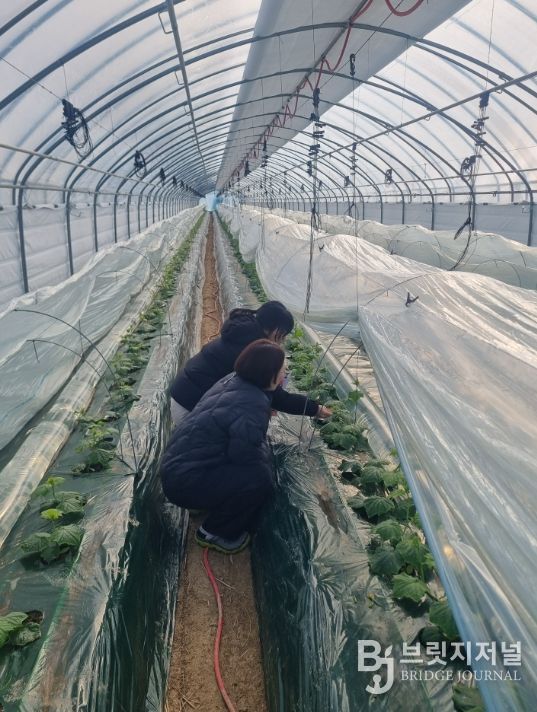 1. 천안시농업기술센터가 오이 농가에 방문해 저온기 작물 생육관리에 대해 지도하고 있다.