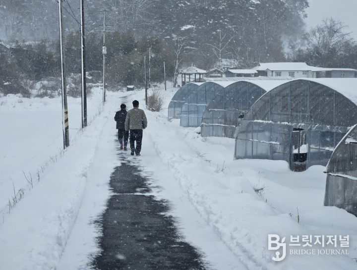 청양군농업기술센터 시설하우스 피복·골조 상태와 적설 대응 여건을 확인하는 현장점검 모습