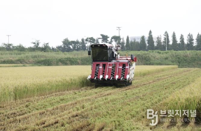 2024년 송암리에서 첫 벼를 수확하는 모습