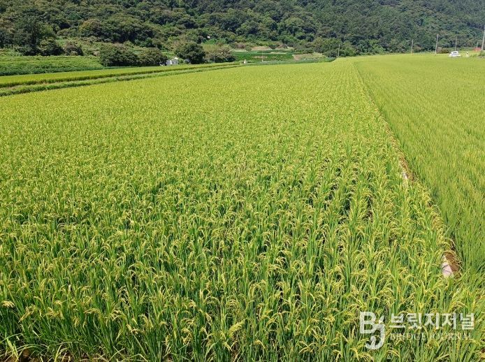 친환경 벼 재배단지