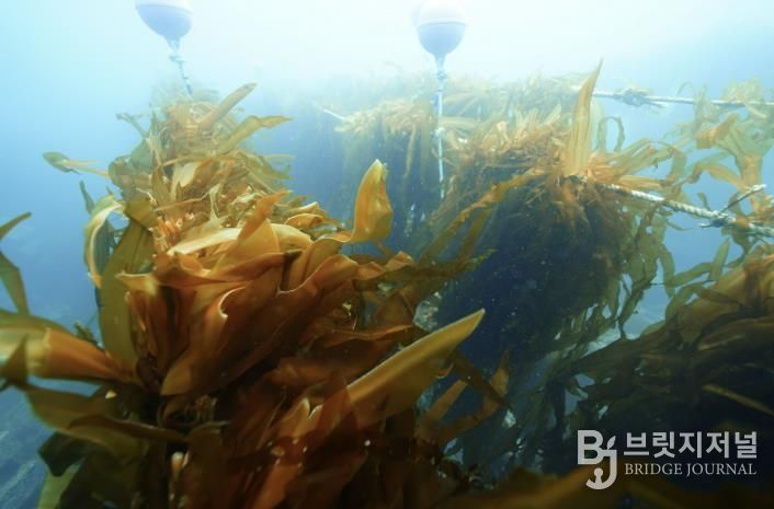 유용해조류 조성사업