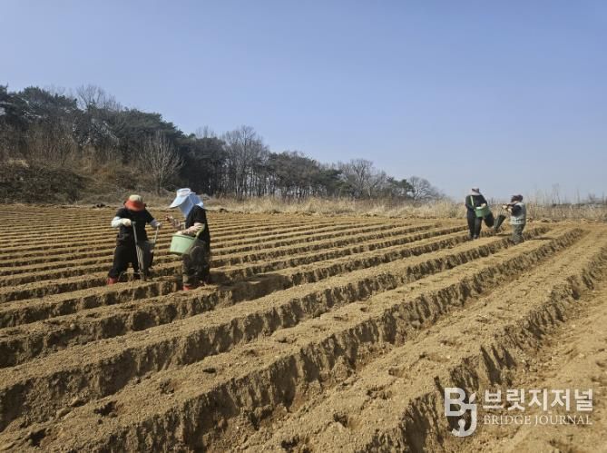 감자 파종 현장