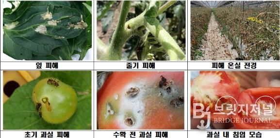 김천시, 검역해충 토마토뿔나방 방제약제 지원