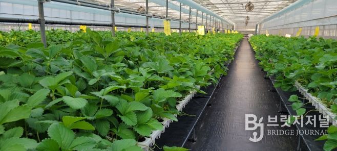 딸기묘 생산 포장