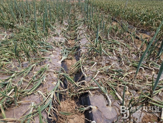 양파 노균병 발생주의