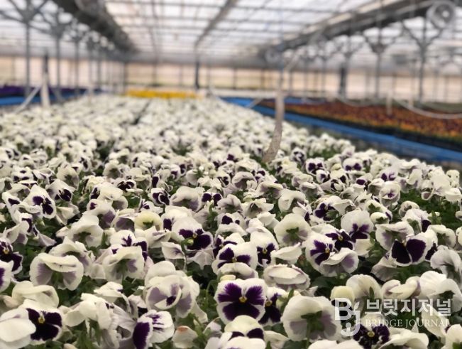 ‘전주, 다시 봄’ 10만 송이 꽃으로 물드는 전주!