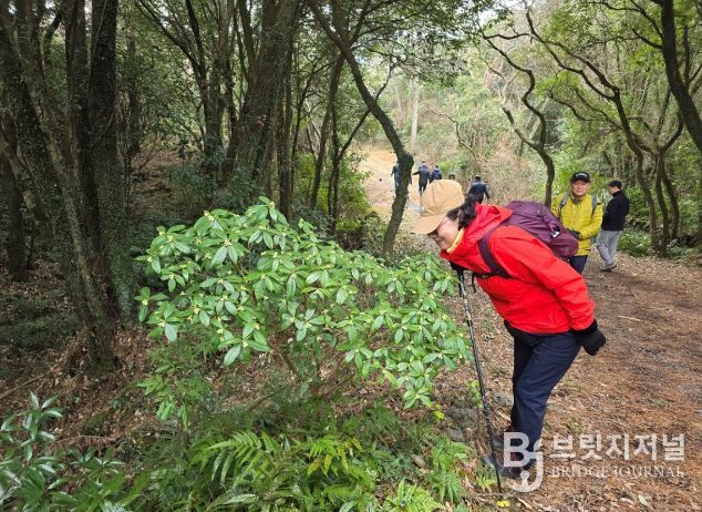 제주 백서향 탐방객 관람