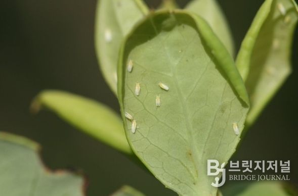 구기자 양분관리, 토양분석 후 정밀 시비가 핵심