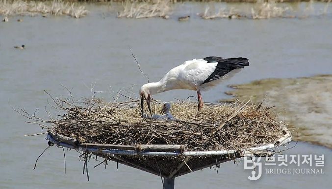 서산버드랜드 황새 부부가 새끼를 양육하는 모습