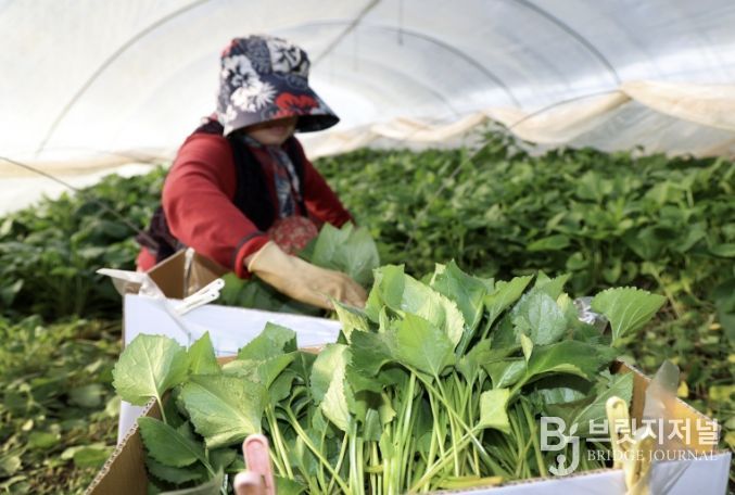 지난 16일 남면 원청리에서 취나물을 수확하는 모습.