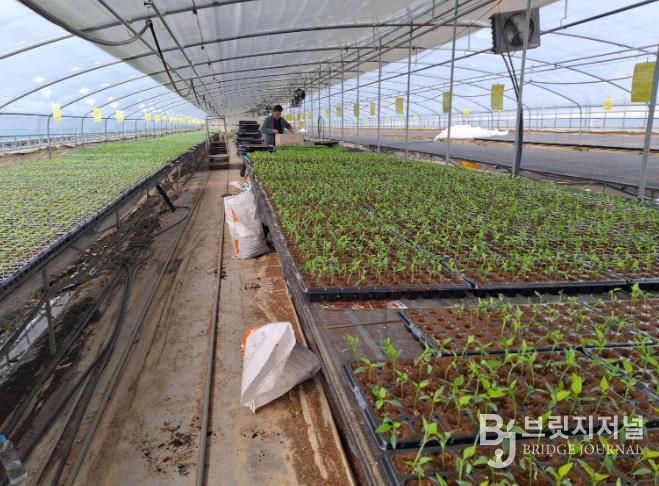 서천군, 고추 육묘농가에 칼라병 매개 총채벌레 방제 당부
