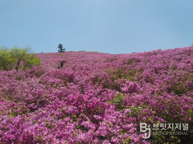 보성군, 전국 최대 철쭉군락지 일림산 탐방 환경 개선_일림산 철쭉군락지 전경