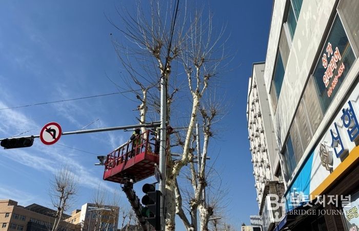 대전 중구, 봄맞이 가로수 전정 실시