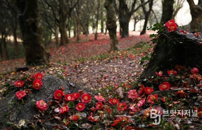 제3회 깅진 백련사 동백축제가 오는 27일 개막한다.