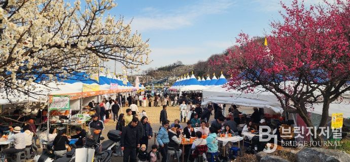 광양매화축제, 71만 흥행