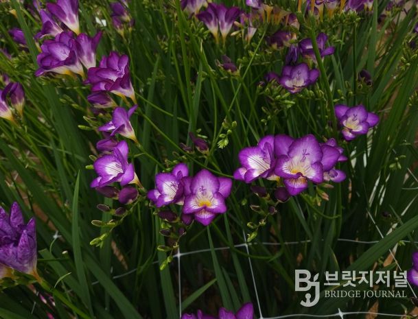 신품종 ‘딥보라문’