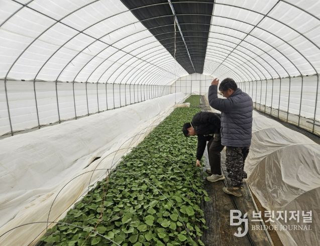 고구마 육묘 관리 현장