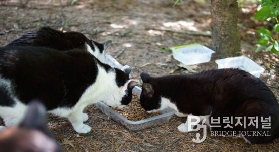 김해시, 길고양이 중성화(TNR) 사업