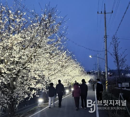 지난해 벚꽃이 만개한 천안시 원성천 산책로에서 시민들이 야간 경관조명이 켜진 벚꽃길을 걷고 있다.
