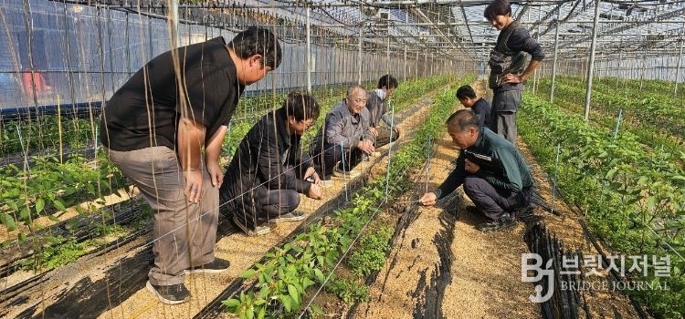 2025년 고추 분야 농업기술명장 징검다리 교육 현장 모습