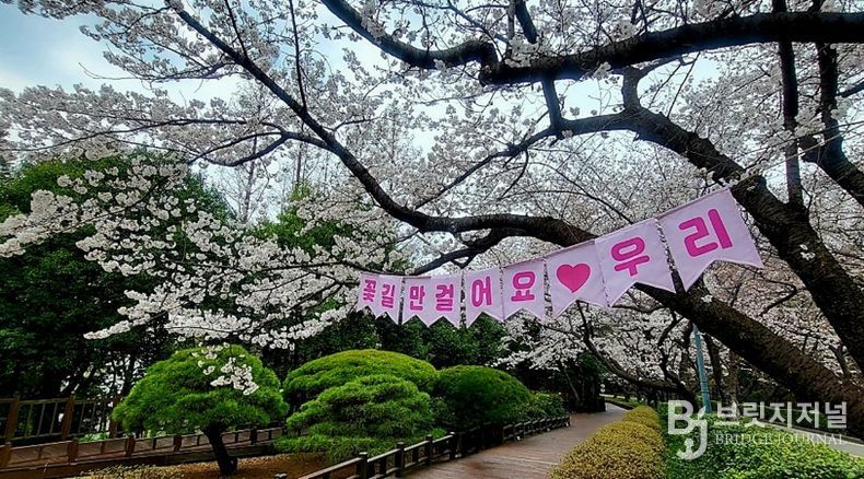 광양시, 매화 이어 벚꽃·동백…봄꽃 릴레이 시작(금호동 벚꽃)
