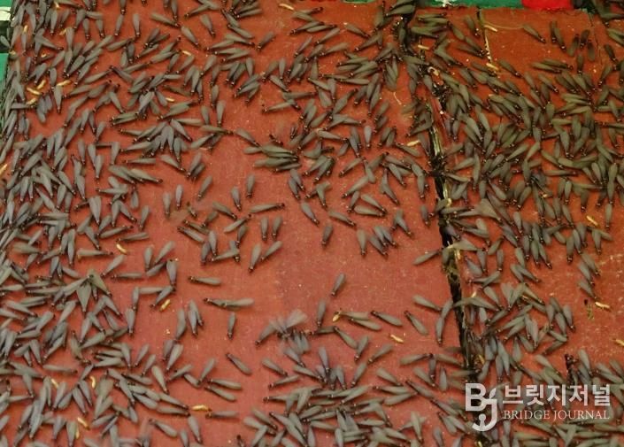 날개 달린 일본흰개미