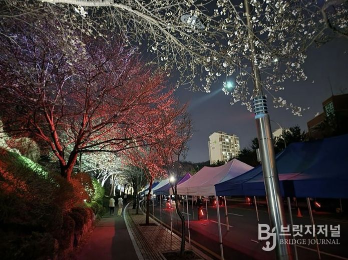 지난해 도촌 봄맞이길 벚꽃축제 때