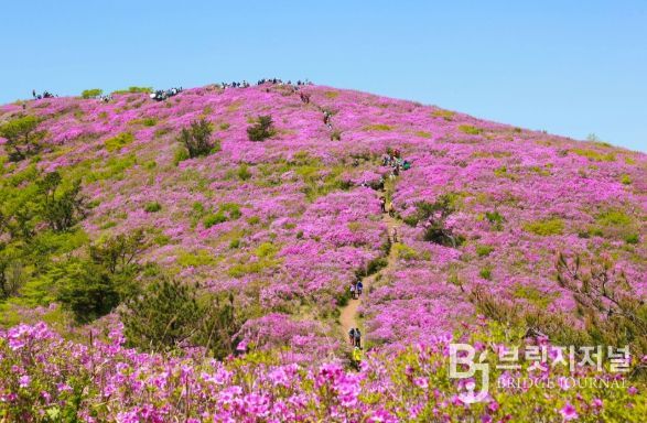 보성군, 5월 2일 ~ 4일 제22회 일림산 철쭉문화행사 개최_전국 최대 규모 철쭉 군락이 장관을 이룰 예정이다