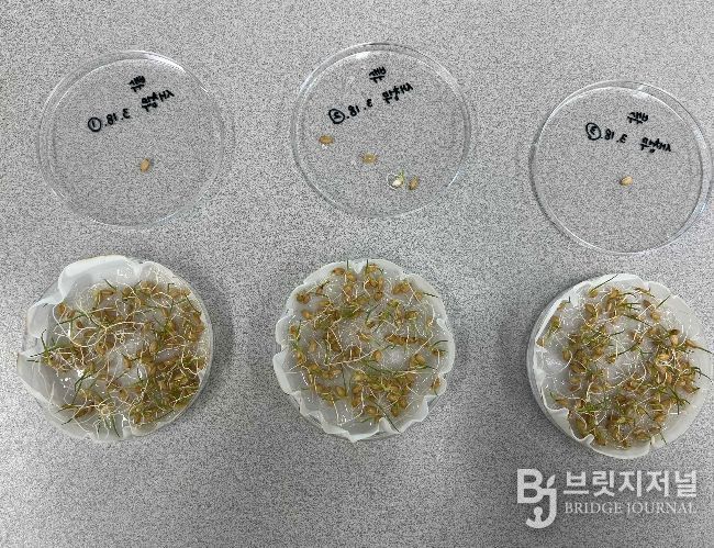 건강한 모 키우기의 시작, 종자 발아율 검사