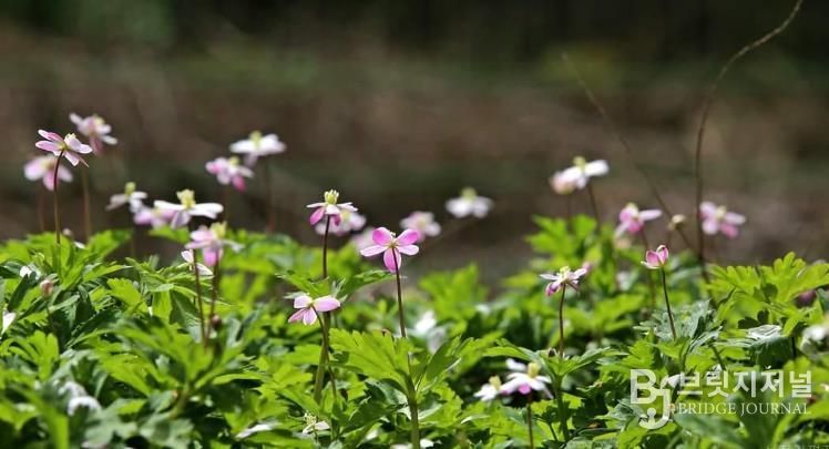 구례 남바람꽃 개화, 올해도 성황리 마무리